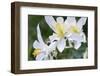 USA, Wyoming. Columbine wildflowers, Grand Teton National Park.-Judith Zimmerman-Framed Photographic Print