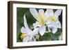 USA, Wyoming. Columbine wildflowers, Grand Teton National Park.-Judith Zimmerman-Framed Photographic Print