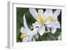 USA, Wyoming. Columbine wildflowers, Grand Teton National Park.-Judith Zimmerman-Framed Photographic Print