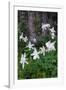 USA, Wyoming. Columbine wildflowers, Grand Teton National Park.-Judith Zimmerman-Framed Photographic Print