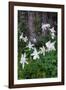 USA, Wyoming. Columbine wildflowers, Grand Teton National Park.-Judith Zimmerman-Framed Photographic Print