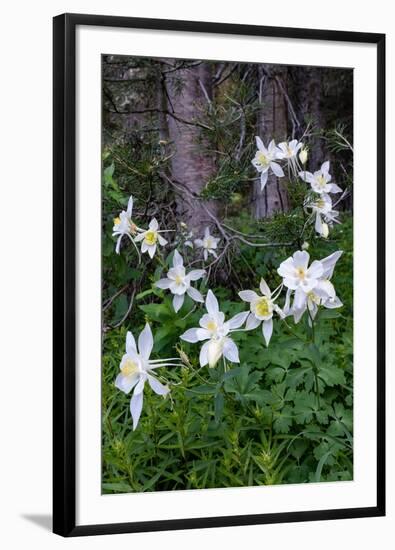 USA, Wyoming. Columbine wildflowers, Grand Teton National Park.-Judith Zimmerman-Framed Photographic Print