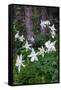 USA, Wyoming. Columbine wildflowers, Grand Teton National Park.-Judith Zimmerman-Framed Stretched Canvas