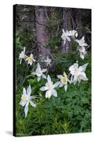 USA, Wyoming. Columbine wildflowers, Grand Teton National Park.-Judith Zimmerman-Stretched Canvas