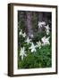 USA, Wyoming. Columbine wildflowers, Grand Teton National Park.-Judith Zimmerman-Framed Photographic Print