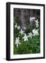 USA, Wyoming. Columbine wildflowers, Grand Teton National Park.-Judith Zimmerman-Framed Photographic Print