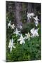 USA, Wyoming. Columbine wildflowers, Grand Teton National Park.-Judith Zimmerman-Mounted Photographic Print