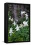 USA, Wyoming. Columbine wildflowers, Grand Teton National Park.-Judith Zimmerman-Framed Stretched Canvas