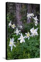 USA, Wyoming. Columbine wildflowers, Grand Teton National Park.-Judith Zimmerman-Stretched Canvas