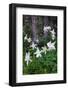 USA, Wyoming. Columbine wildflowers, Grand Teton National Park.-Judith Zimmerman-Framed Photographic Print