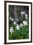 USA, Wyoming. Columbine wildflowers, Grand Teton National Park.-Judith Zimmerman-Framed Photographic Print