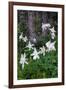 USA, Wyoming. Columbine wildflowers, Grand Teton National Park.-Judith Zimmerman-Framed Photographic Print