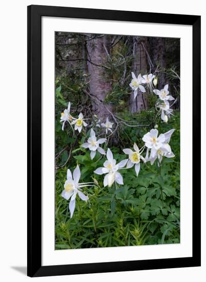 USA, Wyoming. Columbine wildflowers, Grand Teton National Park.-Judith Zimmerman-Framed Photographic Print