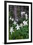 USA, Wyoming. Columbine wildflowers, Grand Teton National Park.-Judith Zimmerman-Framed Photographic Print