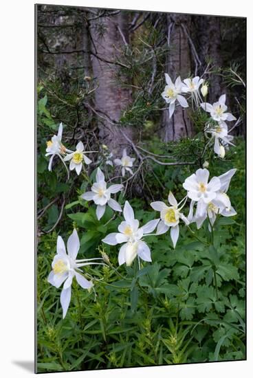 USA, Wyoming. Columbine wildflowers, Grand Teton National Park.-Judith Zimmerman-Mounted Photographic Print