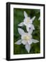 USA, Wyoming. Columbine wildflowers, Grand Teton National Park.-Judith Zimmerman-Framed Photographic Print