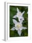 USA, Wyoming. Columbine wildflowers, Grand Teton National Park.-Judith Zimmerman-Framed Photographic Print