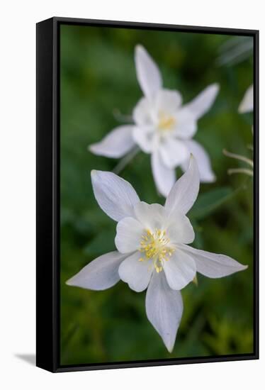 USA, Wyoming. Columbine wildflowers, Grand Teton National Park.-Judith Zimmerman-Framed Stretched Canvas