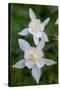 USA, Wyoming. Columbine wildflowers, Grand Teton National Park.-Judith Zimmerman-Stretched Canvas