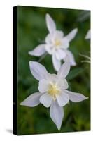 USA, Wyoming. Columbine wildflowers, Grand Teton National Park.-Judith Zimmerman-Stretched Canvas