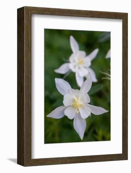 USA, Wyoming. Columbine wildflowers, Grand Teton National Park.-Judith Zimmerman-Framed Photographic Print