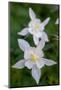 USA, Wyoming. Columbine wildflowers, Grand Teton National Park.-Judith Zimmerman-Mounted Photographic Print