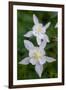 USA, Wyoming. Columbine wildflowers, Grand Teton National Park.-Judith Zimmerman-Framed Photographic Print