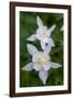 USA, Wyoming. Columbine wildflowers, Grand Teton National Park.-Judith Zimmerman-Framed Photographic Print