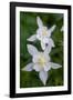 USA, Wyoming. Columbine wildflowers, Grand Teton National Park.-Judith Zimmerman-Framed Photographic Print