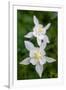 USA, Wyoming. Columbine wildflowers, Grand Teton National Park.-Judith Zimmerman-Framed Photographic Print