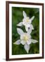 USA, Wyoming. Columbine wildflowers, Grand Teton National Park.-Judith Zimmerman-Framed Photographic Print