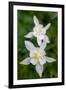 USA, Wyoming. Columbine wildflowers, Grand Teton National Park.-Judith Zimmerman-Framed Photographic Print