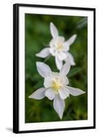 USA, Wyoming. Columbine wildflowers, Grand Teton National Park.-Judith Zimmerman-Framed Photographic Print