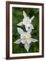 USA, Wyoming. Columbine wildflowers, Grand Teton National Park.-Judith Zimmerman-Framed Photographic Print