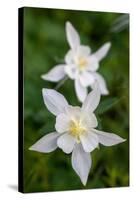 USA, Wyoming. Columbine wildflowers, Grand Teton National Park.-Judith Zimmerman-Stretched Canvas