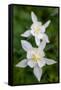 USA, Wyoming. Columbine wildflowers, Grand Teton National Park.-Judith Zimmerman-Framed Stretched Canvas