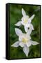 USA, Wyoming. Columbine wildflowers, Grand Teton National Park.-Judith Zimmerman-Framed Stretched Canvas