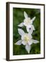 USA, Wyoming. Columbine wildflowers, Grand Teton National Park.-Judith Zimmerman-Framed Photographic Print