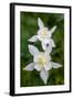 USA, Wyoming. Columbine wildflowers, Grand Teton National Park.-Judith Zimmerman-Framed Photographic Print