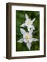 USA, Wyoming. Columbine wildflowers, Grand Teton National Park.-Judith Zimmerman-Framed Photographic Print