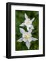 USA, Wyoming. Columbine wildflowers, Grand Teton National Park.-Judith Zimmerman-Framed Photographic Print