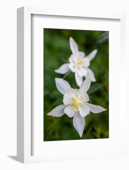 USA, Wyoming. Columbine wildflowers, Grand Teton National Park.-Judith Zimmerman-Framed Photographic Print