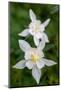 USA, Wyoming. Columbine wildflowers, Grand Teton National Park.-Judith Zimmerman-Mounted Photographic Print