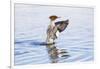 USA, Wyoming, Common Merganser Female Stretching Wings on Pond-Elizabeth Boehm-Framed Photographic Print