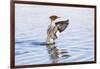 USA, Wyoming, Common Merganser Female Stretching Wings on Pond-Elizabeth Boehm-Framed Photographic Print