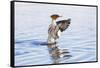 USA, Wyoming, Common Merganser Female Stretching Wings on Pond-Elizabeth Boehm-Framed Stretched Canvas