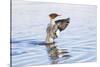 USA, Wyoming, Common Merganser Female Stretching Wings on Pond-Elizabeth Boehm-Stretched Canvas