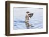 USA, Wyoming, Common Merganser Female Stretching Wings on Pond-Elizabeth Boehm-Framed Photographic Print