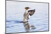 USA, Wyoming, Common Merganser Female Stretching Wings on Pond-Elizabeth Boehm-Mounted Photographic Print