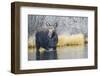 USA, Wyoming, Cow Moose Feeding in Pond with Water Dripping from Nose-Elizabeth Boehm-Framed Photographic Print